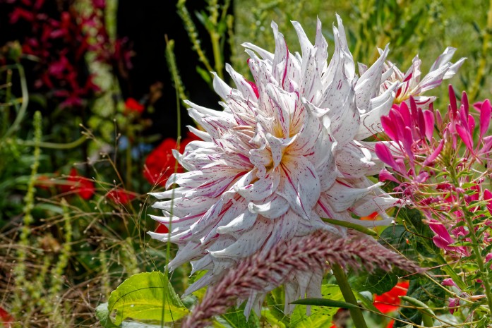 Landesgartenschau Löbau